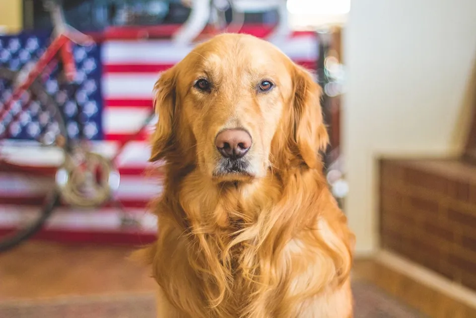 A golden retriever looking into the camera with a blurred background showing the American Flag.