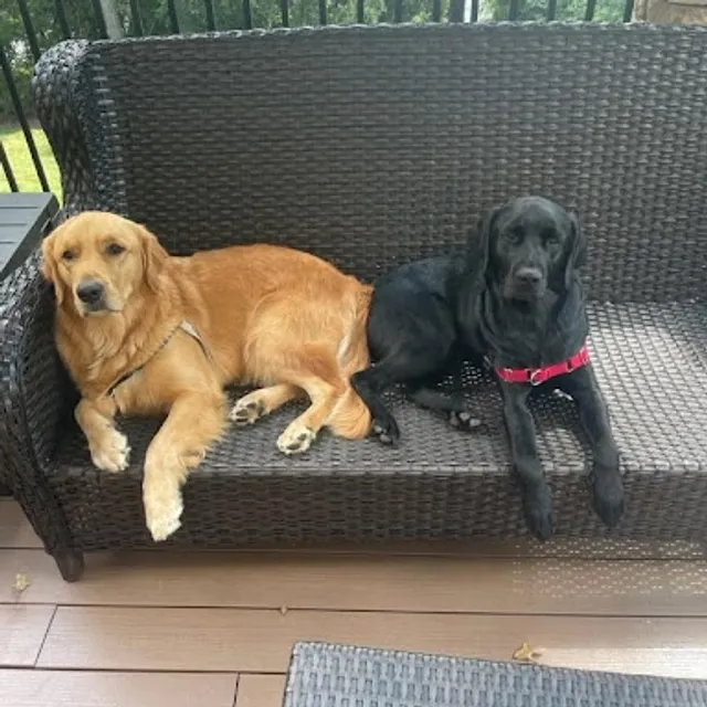 Charlie and Alladin sitting on a patio bench